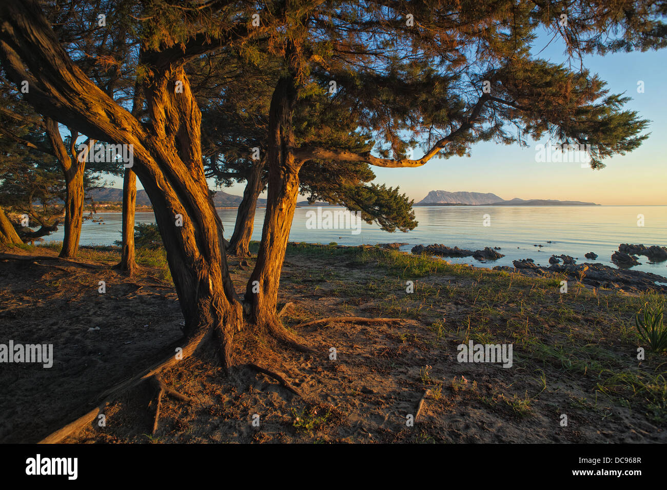 Baum in Morgensonne am Strand von San Teodoro Stockfoto