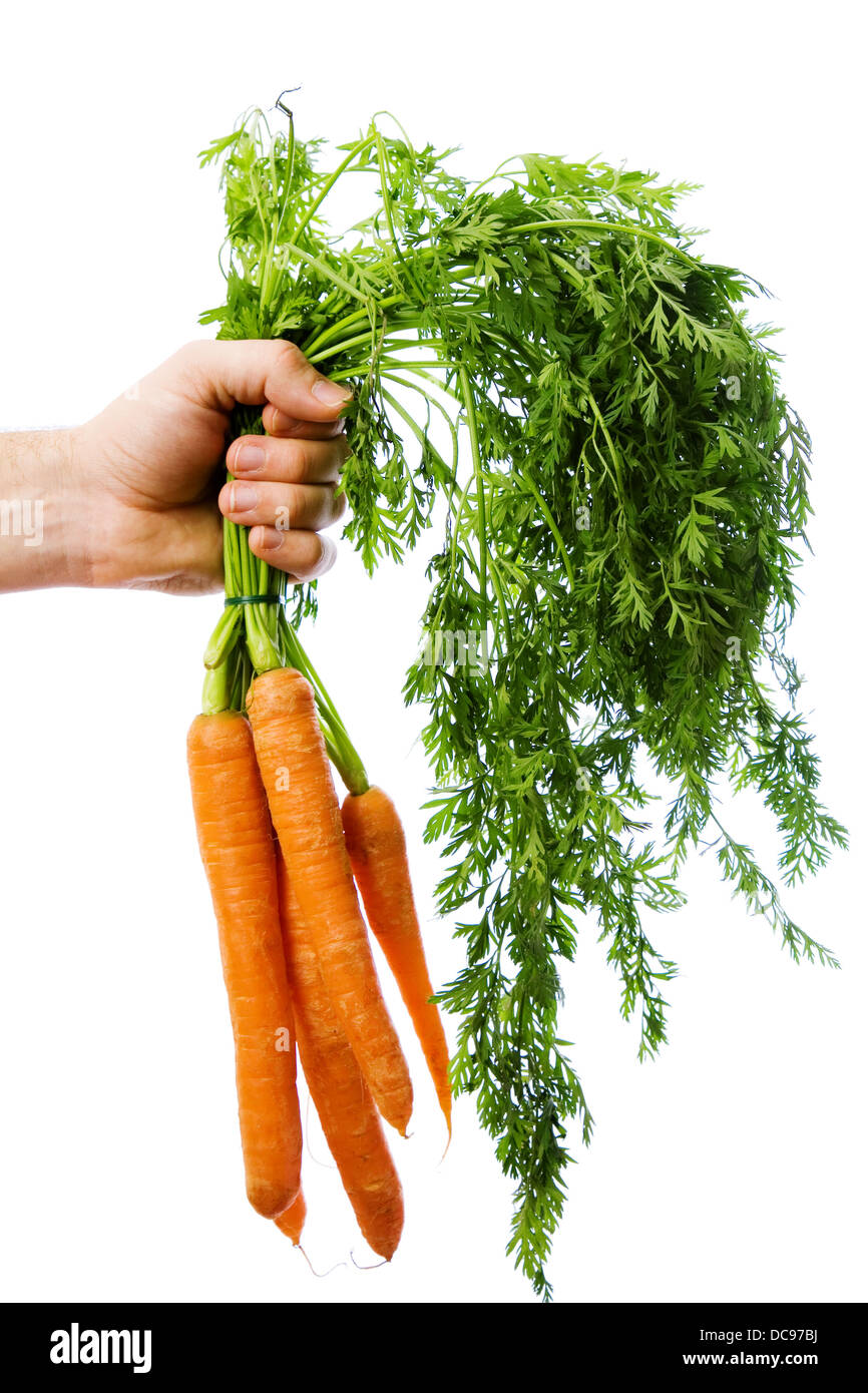 Männliche Hand streckt Bund Karotten, isoliert auf weißem Hintergrund Stockfoto