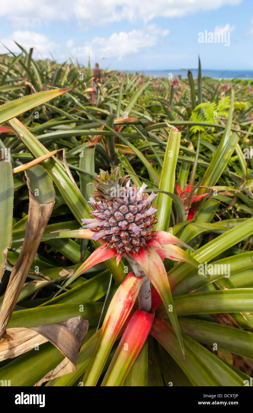 Die Ananas wächst auf einer Plantage auf der tropischen Insel Iriomote in der Präfektur Okinawa, Japan. Stockfoto