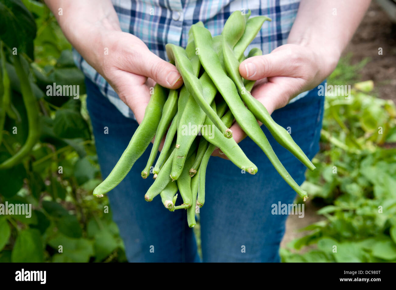 Kaukasische Frau hält Handvoll frisch gepflückt Hause angebauten Stangenbohnen im Garten in Bristol, Großbritannien Stockfoto