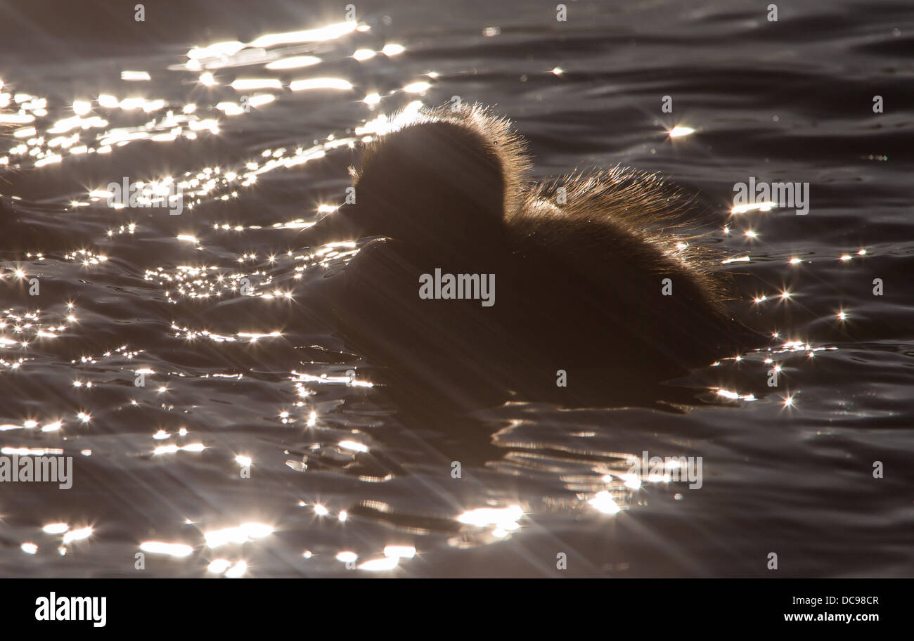 Stockente Küken Hintergrundbeleuchtung, Anas platyrhynchos Stockfoto