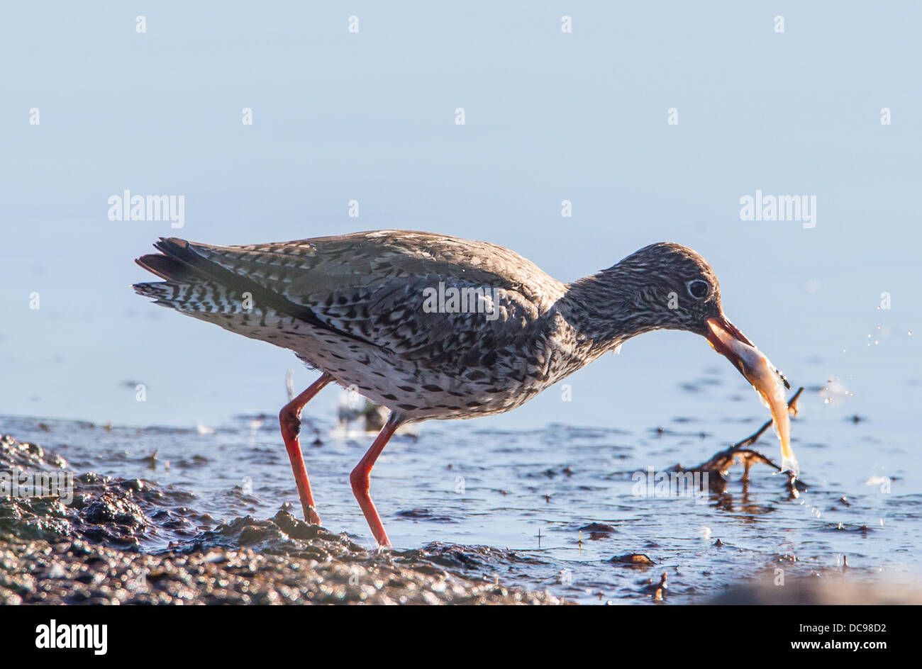 Rotschenkel mit Fisch, Tringa totanus Stockfoto