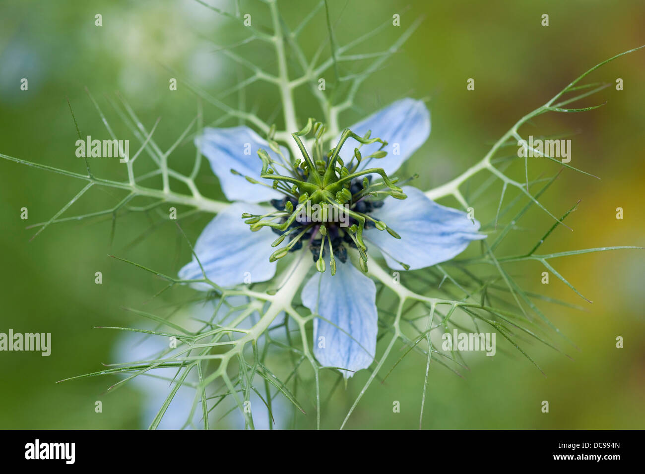 Love-in-a-Mist oder unregelmäßige Lady (Nigella Damascena), Blume, Garten, Pflanze, die im Mittelmeerraum heimisch Stockfoto