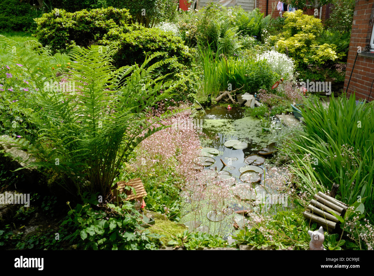 Garten-Farn in natürlicher Umgebung Stockfoto