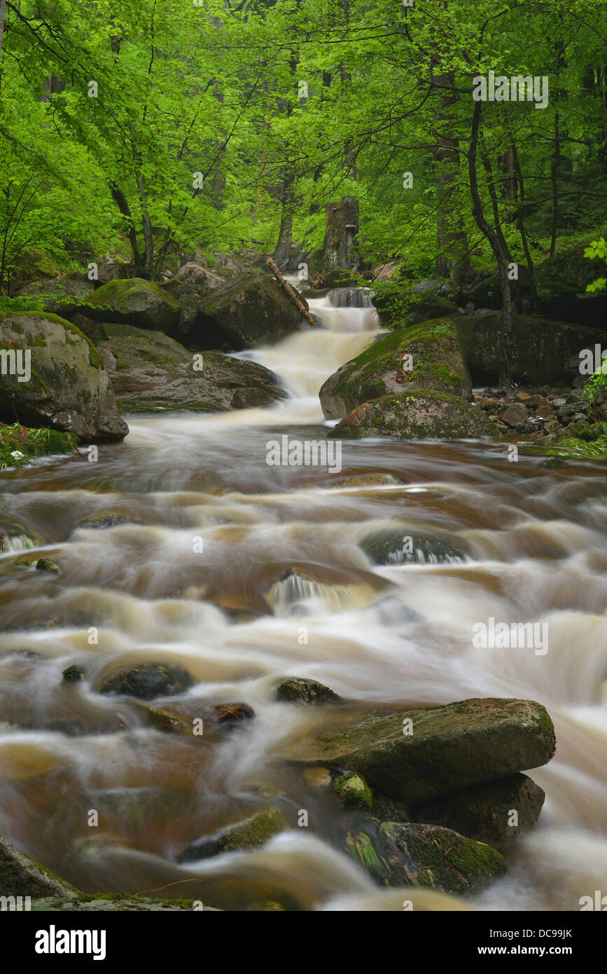 Wasser fließt über Steinen und Felsen in einem Gebirgsbach, Verlauf des Flusses Ilse Stockfoto