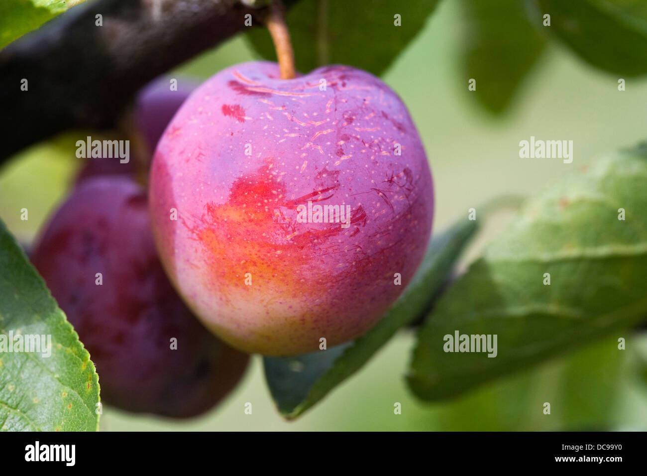 Prunus Domestica. Pflaume 'Stint' wächst in einem englischen Obstgarten. Stockfoto