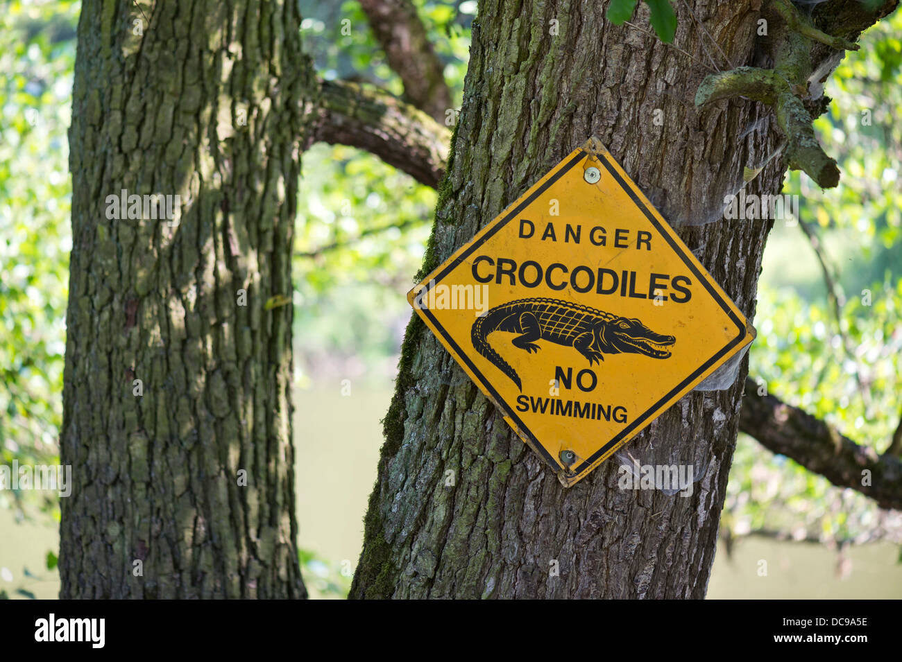 Warnschild "Gefahr Krokodile keinen Swimmingpool" auf einem Baum Stockfoto