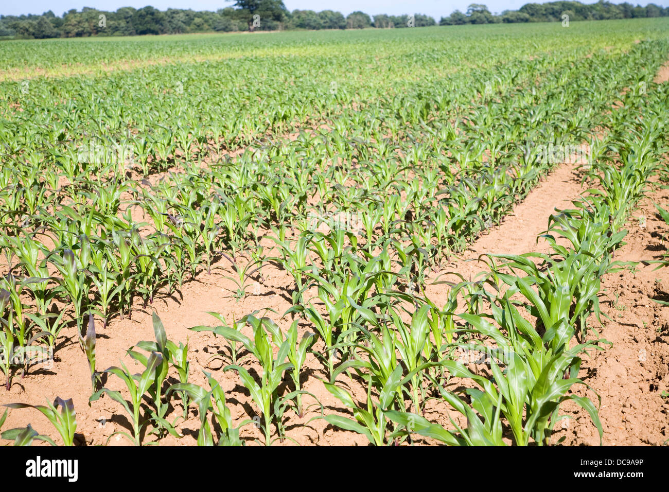 Ernte Mais Mais wachsenden Feld Shottisham, Suffolk, England Stockfoto