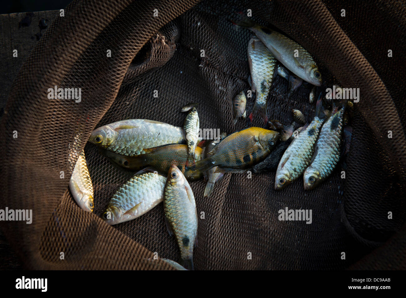 Kleine Fische im Netz Stockfoto