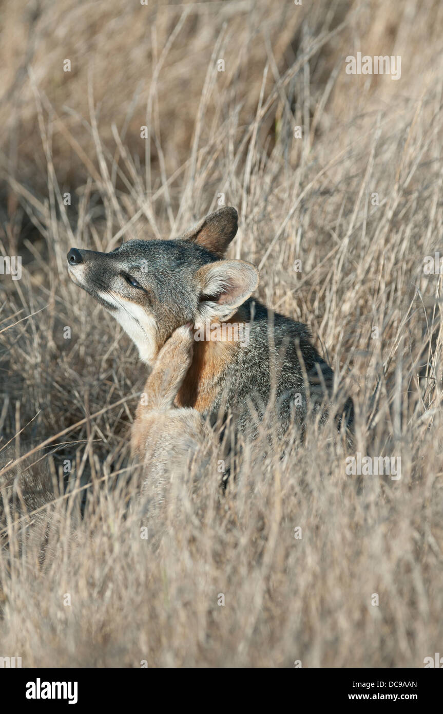 Santa Cruz Island Fuchs (Urocyon Littoralis) WILD, endemisch zu Kalifornien Kanalinseln, stark gefährdet Stockfoto