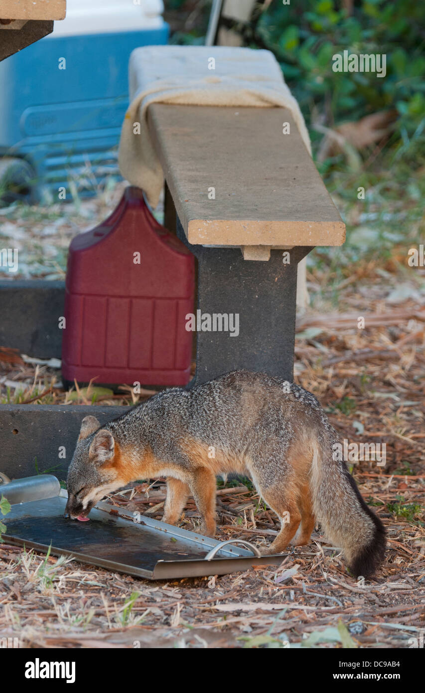 Santa Cruz Island Fuchs (Urocyon Littoralis) WILD, Aufräumvorgang auf Speck Fett, endemisch zu Kalifornien Kanalinseln, stark gefährdet Stockfoto