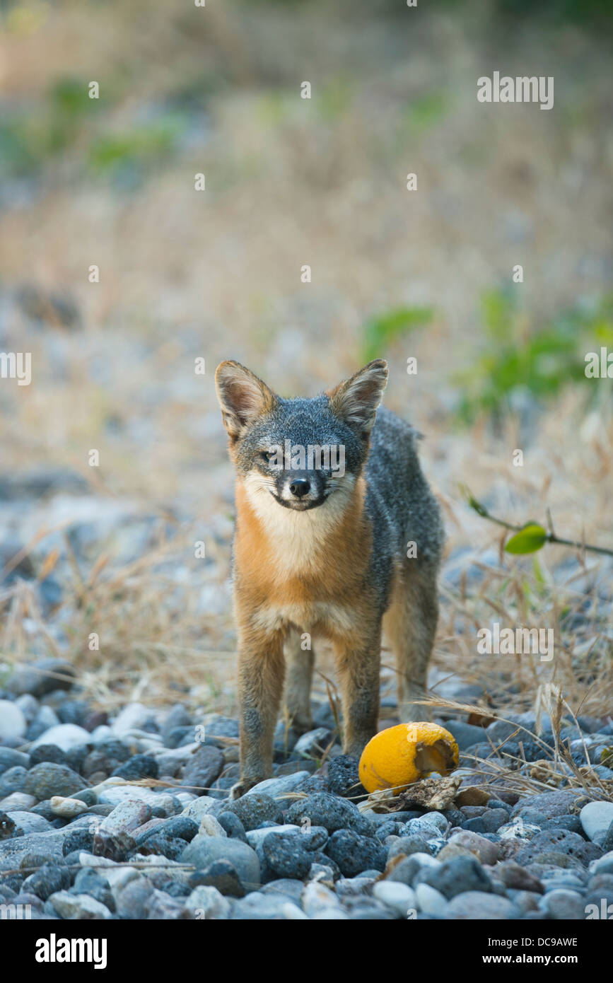 Santa Cruz Island Fuchs (Urocyon Littoralis) WILD, Essen gefallenen Orange, endemisch zu Kalifornien Kanalinseln gefährdet Stockfoto