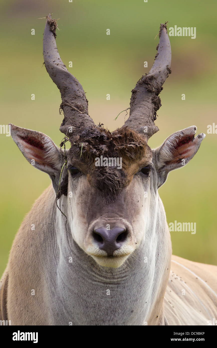 Eland (Tauro Oryx), Stier Stockfoto