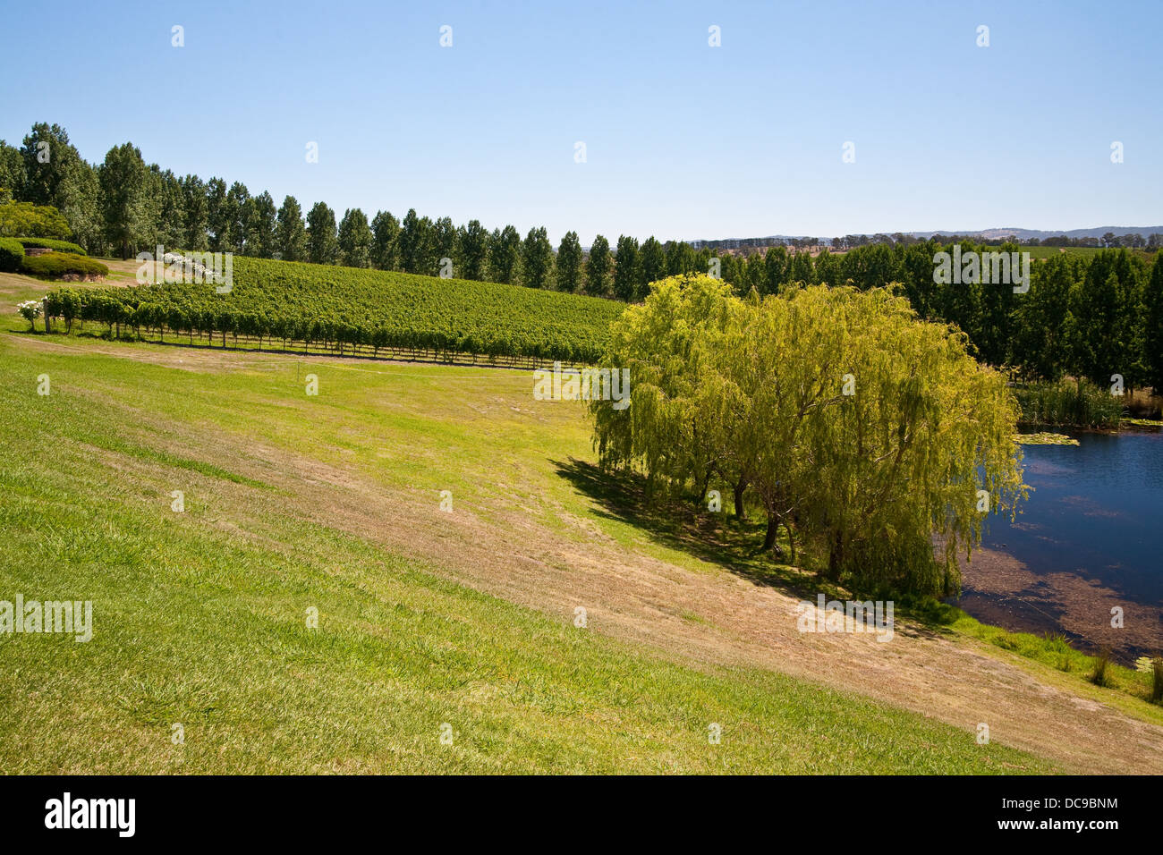 Tarrawarra Reben im Yarra Valley, Victoria, Australien Stockfoto