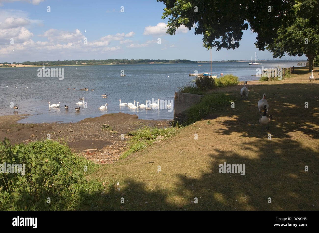 Schwäne Vögel Wildtiere Mistley Wände Fluss Stour Manningtree Essex England Stockfoto