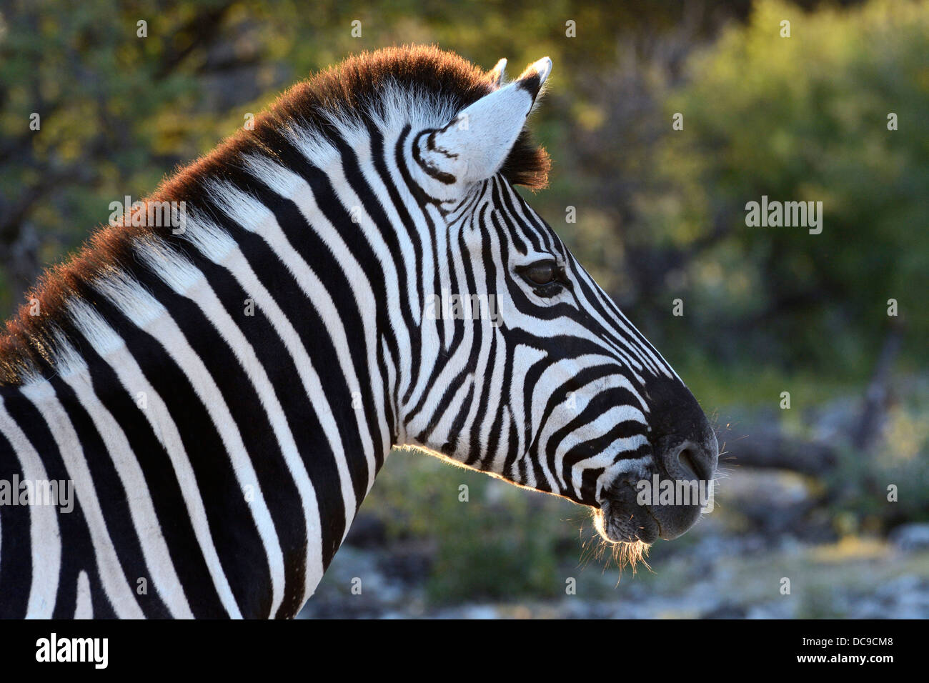 Ebenen Zebra oder Burchell Zebra (Equus Quagga), Porträt Stockfoto