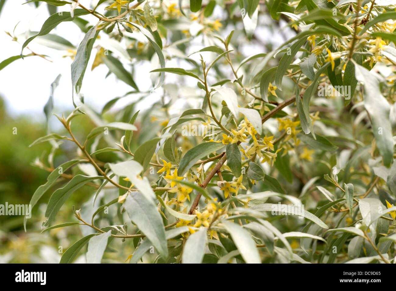 Blühen Sie Oliven Strauch, Elaeagnus Angustifolia (Ölweiden) in einem formalen Garten in Schottland. Stockfoto