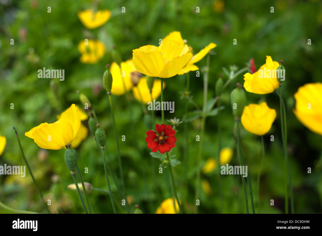 Eine Geum und gelb Waliser Mohnblume wächst in einem schottischen Garten am Cawdor Castle in der Nähe von Nairn Stockfoto