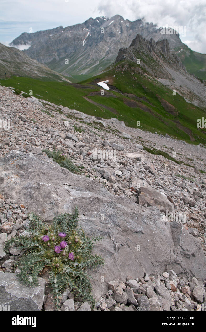 Pyrenäen-Distel: Blütenstandsboden Carlinoides. Picos de Europa, Spanien Stockfoto