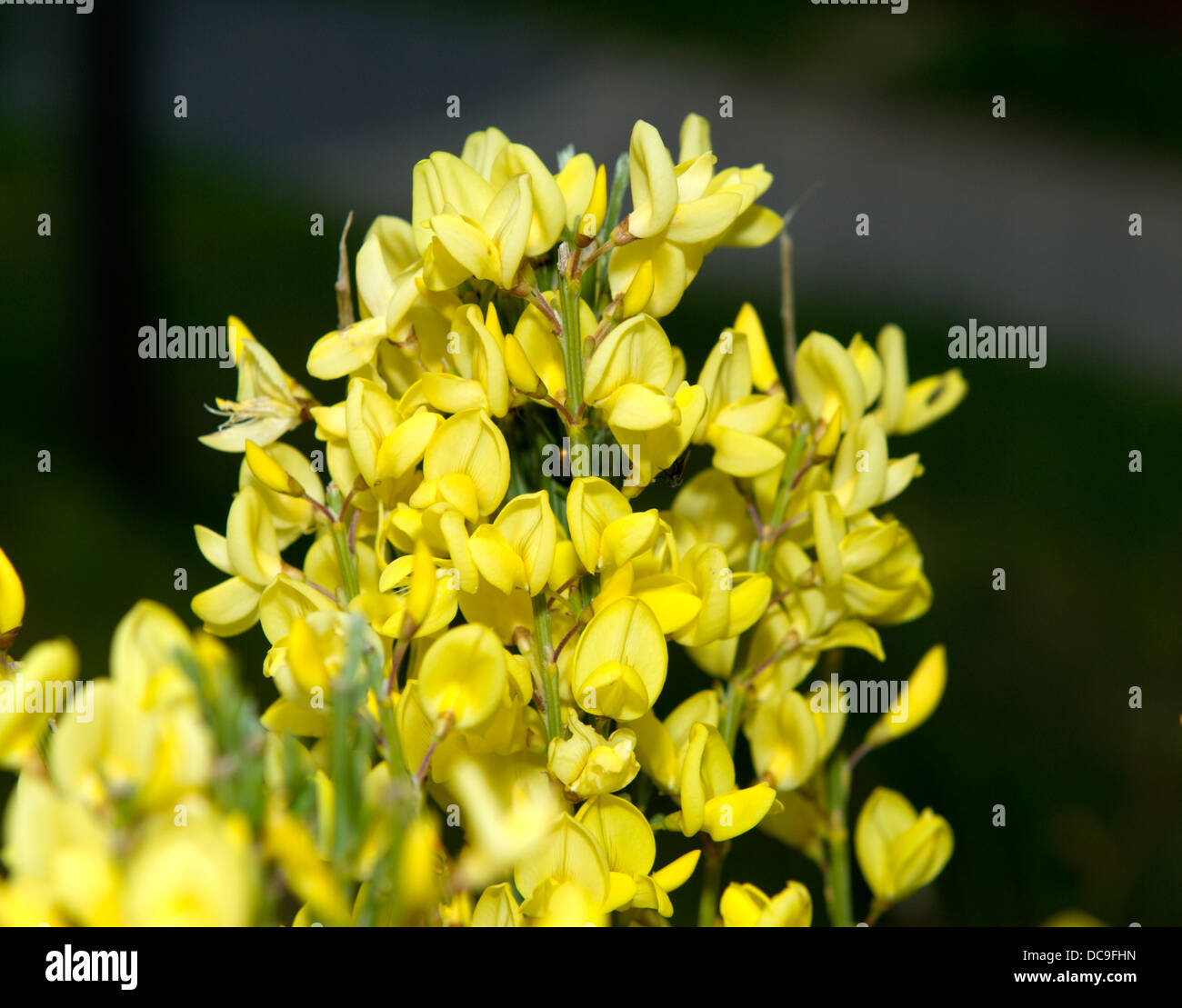 Detail der Erbse-ähnlichen Blüten eines Cytisus X praecox Allgold oder Besen Stockfoto