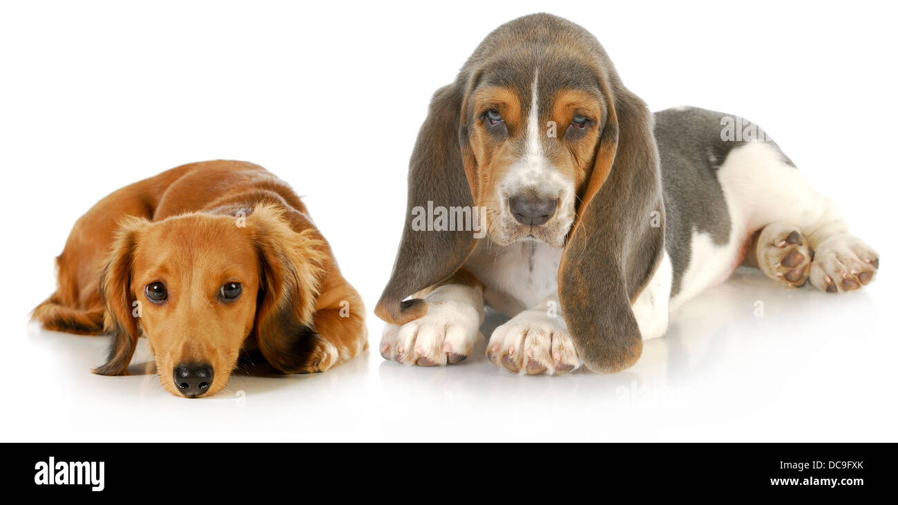 zwei Welpen - Basset Hound und Mini Dackel Welpen Festlegung Blick auf Viewer auf weißem Hintergrund Stockfoto