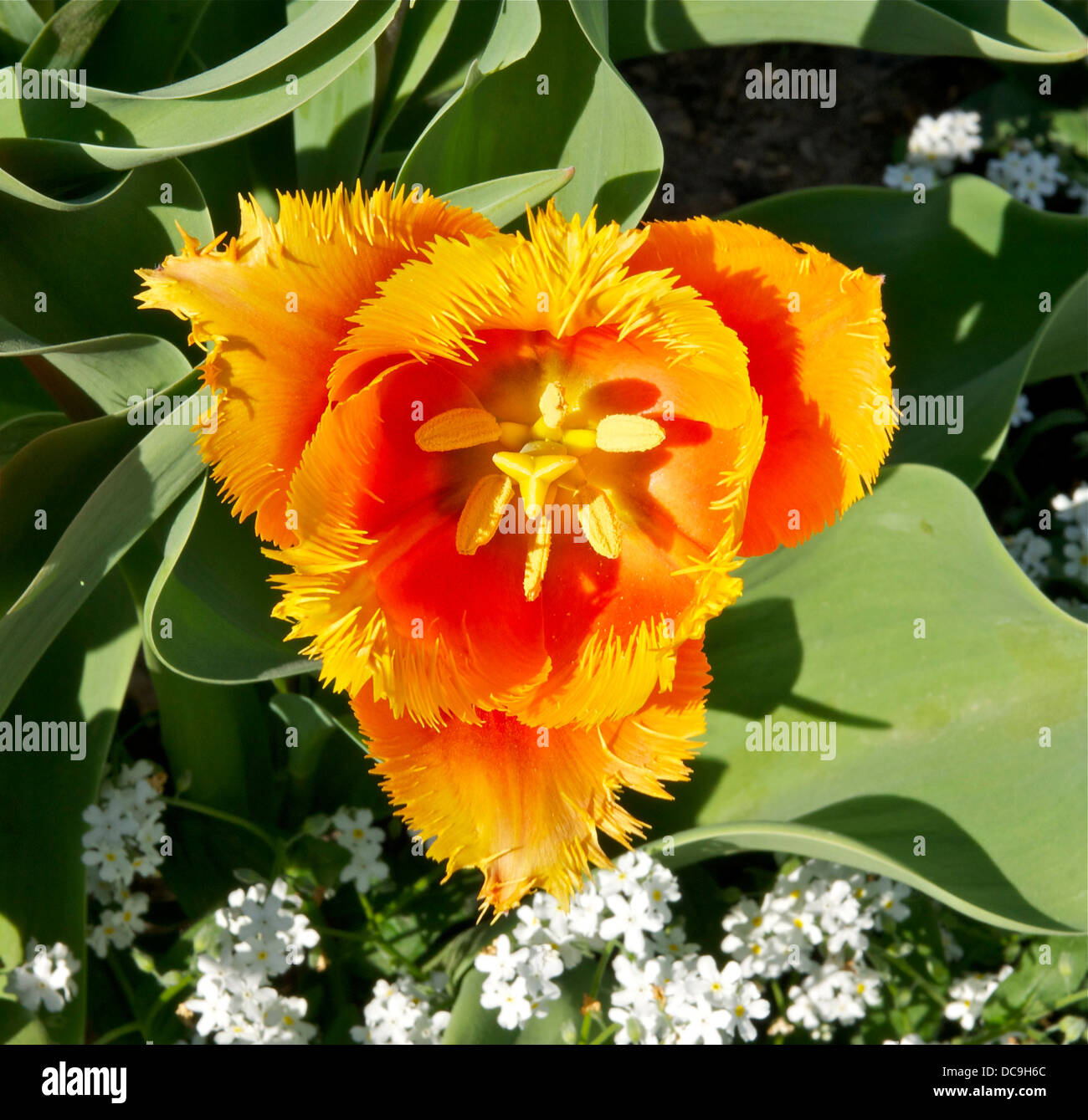Tulipa Sorte. Blume. Jardin des Plantes Paris Stockfoto