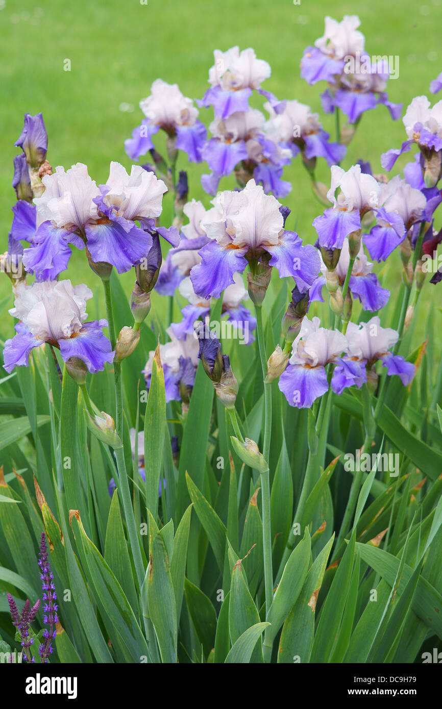 Violett hell Beige Iris Blumen in voller Blüte Stockfoto