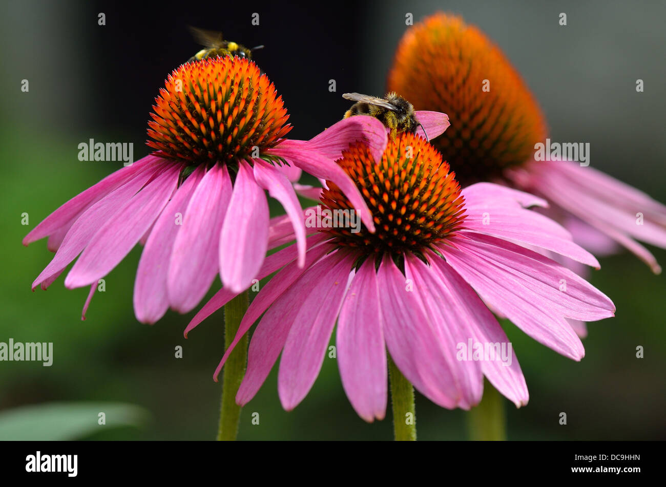 Drei lila Kegel Blüten mit Bienen auf ihnen hautnah Echinacea purpurea Stockfoto