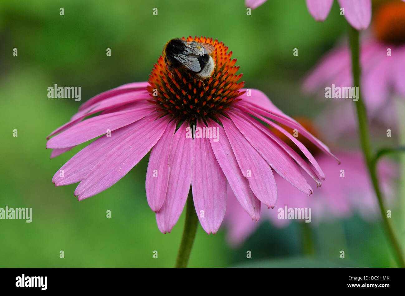 Lila Echinacea hautnah mit Biene auf Echinacea Purpurea Stockfoto