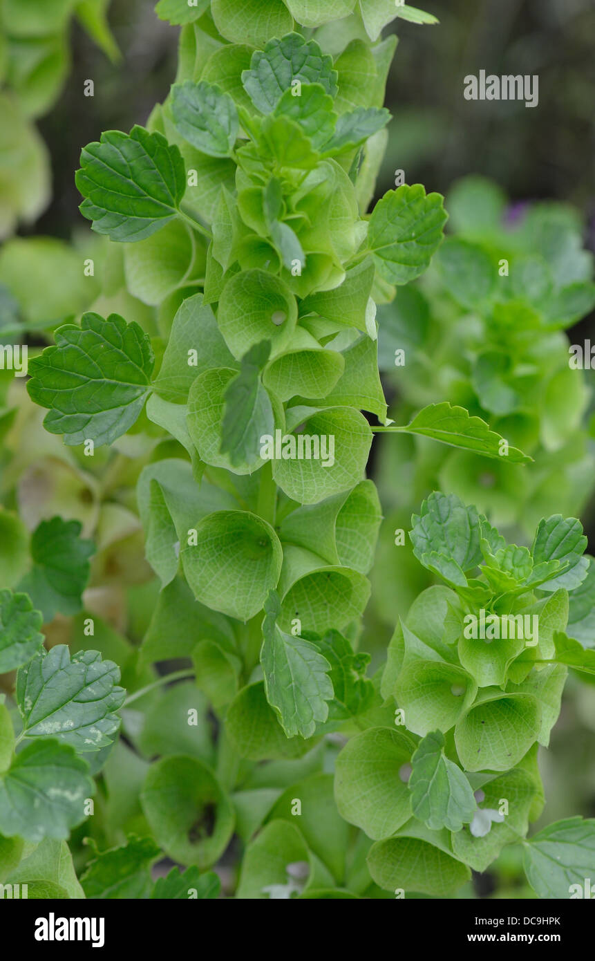 Glocken von Irland Blumen Molucella Laevis Stockfoto