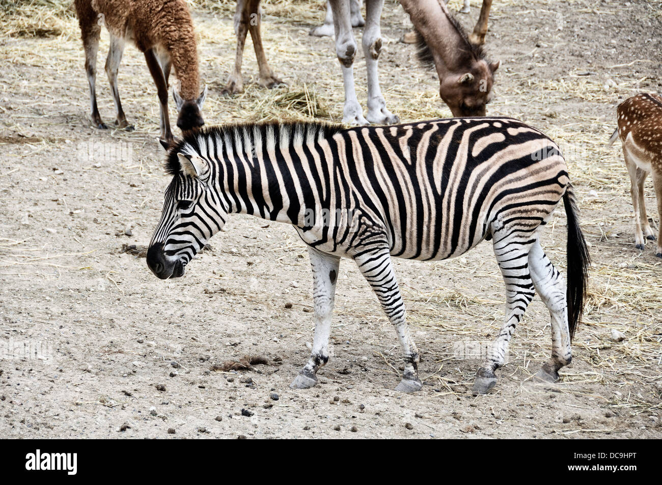 Zebra mit Hirschen und Lamas umgeben. Alle haben ihre Mahlzeit außer Zebra bequem. Aitana Safari Park, Spanien Stockfoto