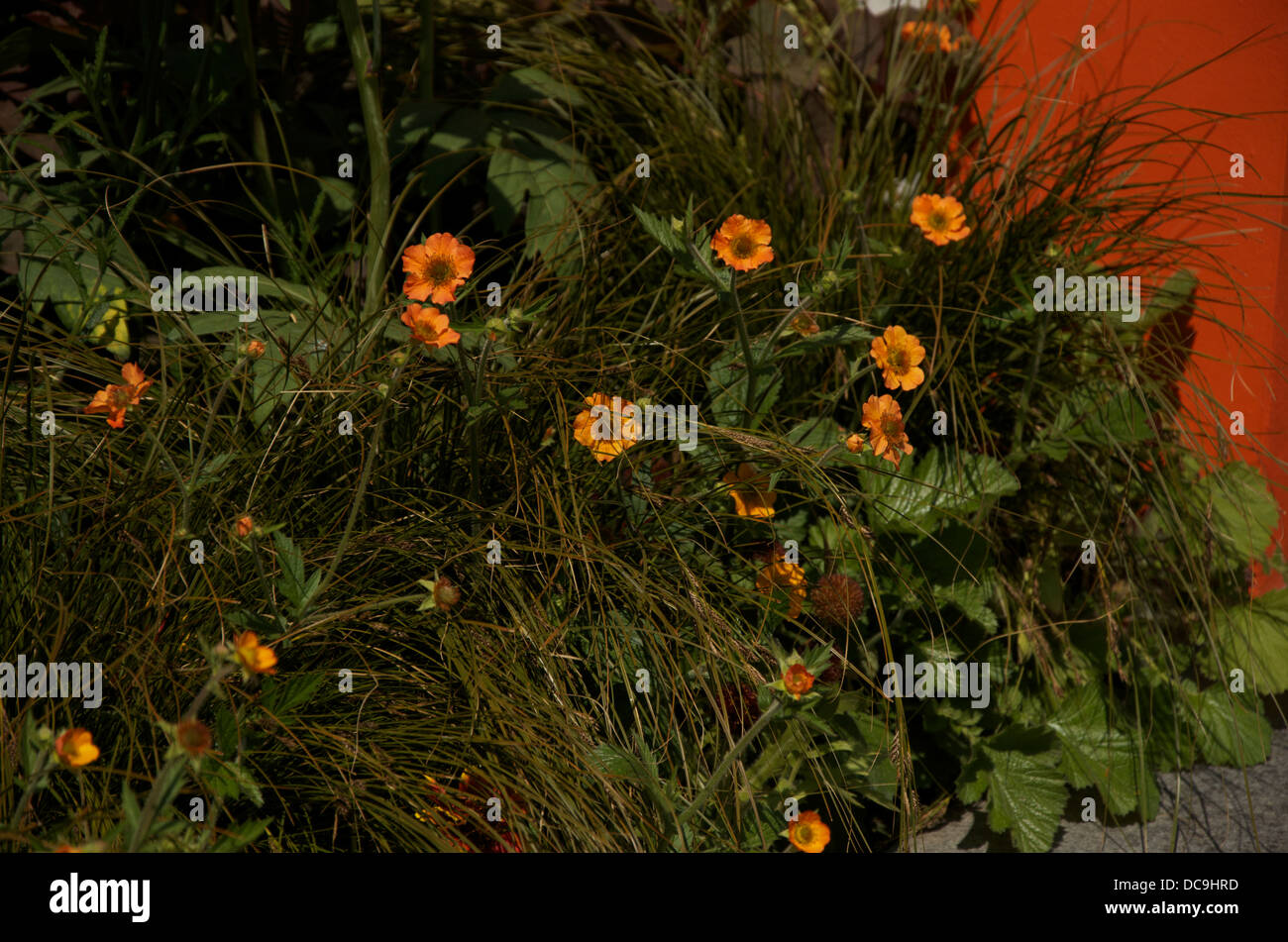 Geum 'Prinses Juliana' unter Ziergras gegen eine orange Wand. Stockfoto
