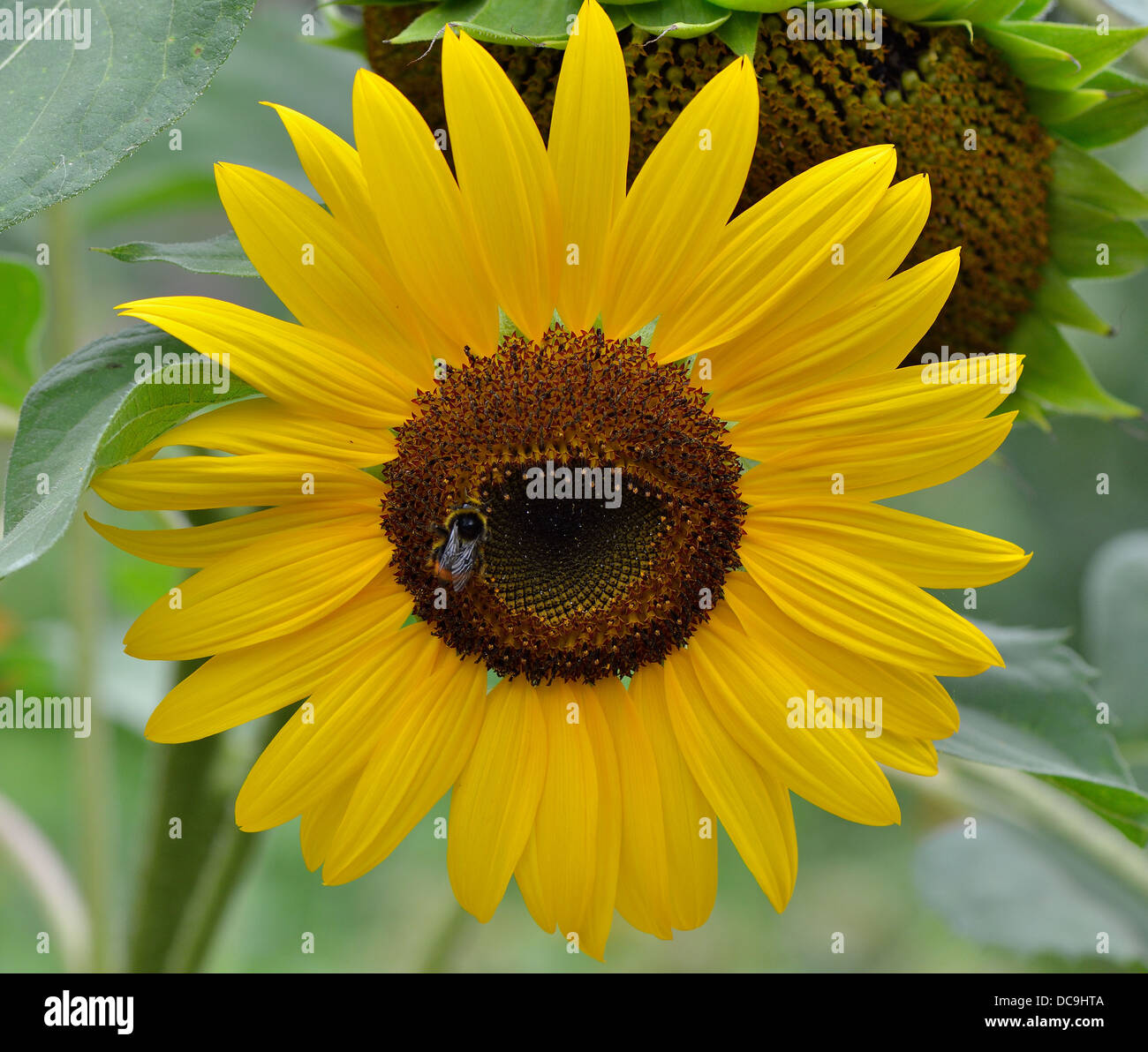 Nahaufnahme Sonnenblume Helianthus annuus Stockfoto