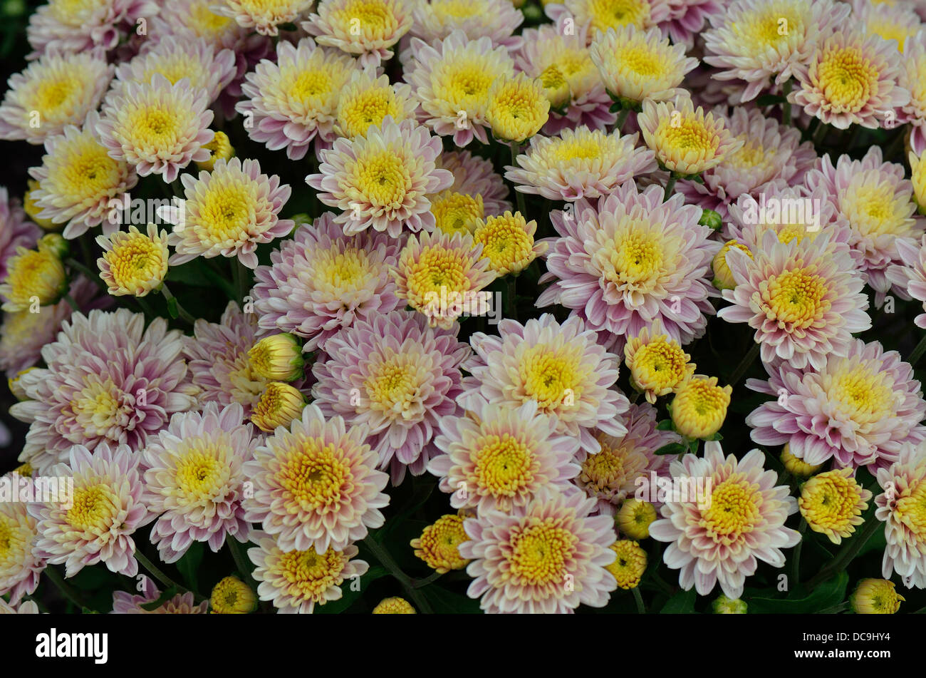 Blasses gelb rosa Chrysanthemen Stockfoto