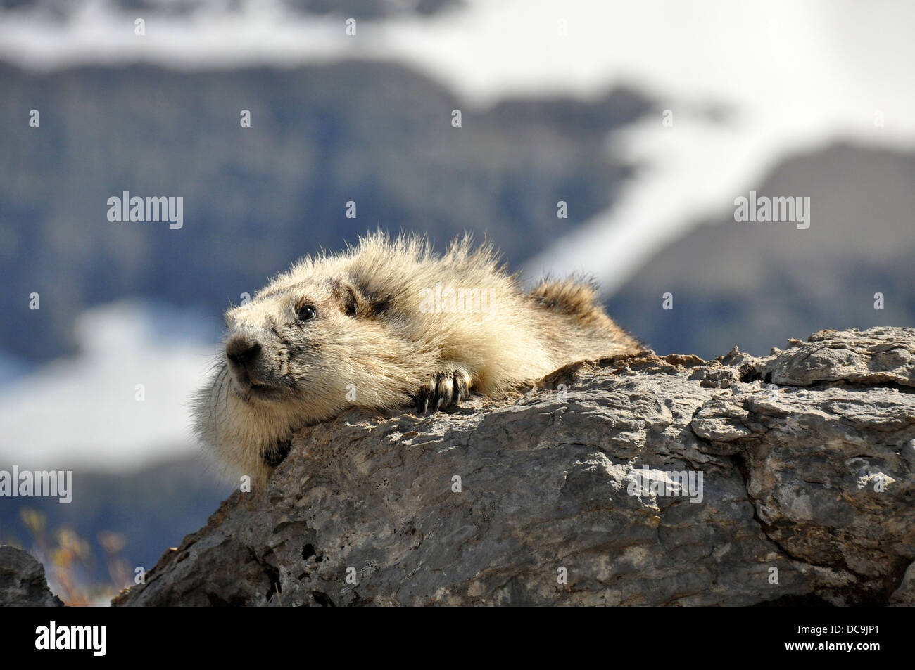 hoary Marmot auf einem Felsen im Glacier USA Stockfoto