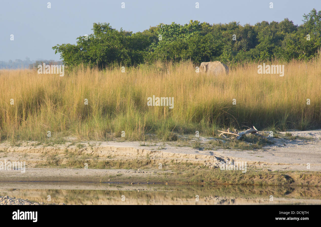 Blick von einem wilden Stier Elefanten füttern in Grünland am Ufer des Flusses Karnali, Bardia Nationalpark, Nepal Stockfoto