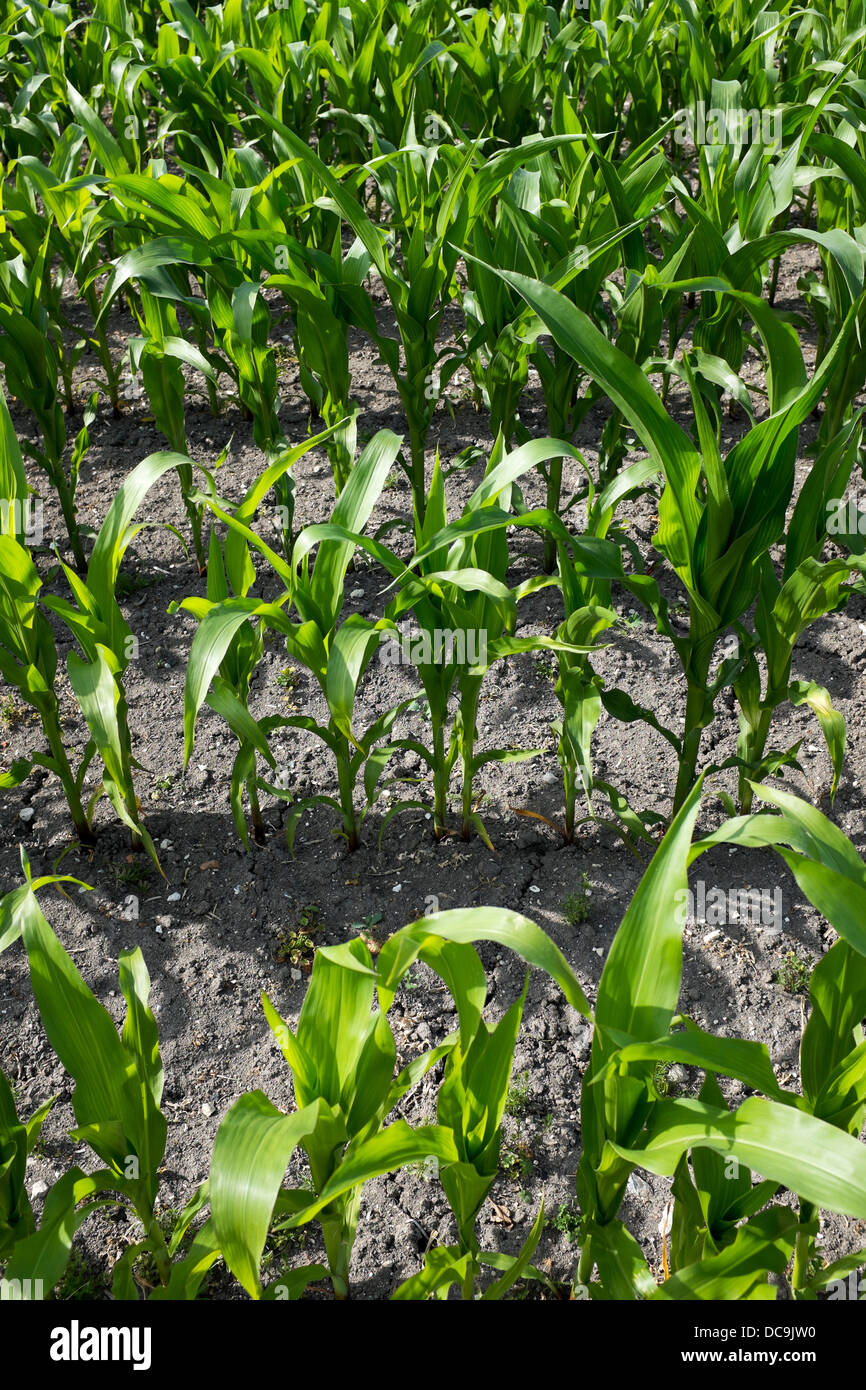 Mais-Feld Stockfoto