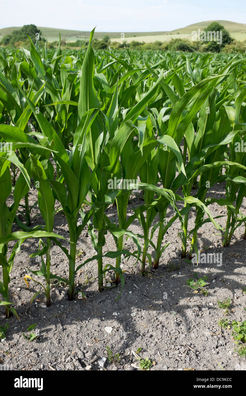 Mais-Feld Stockfoto