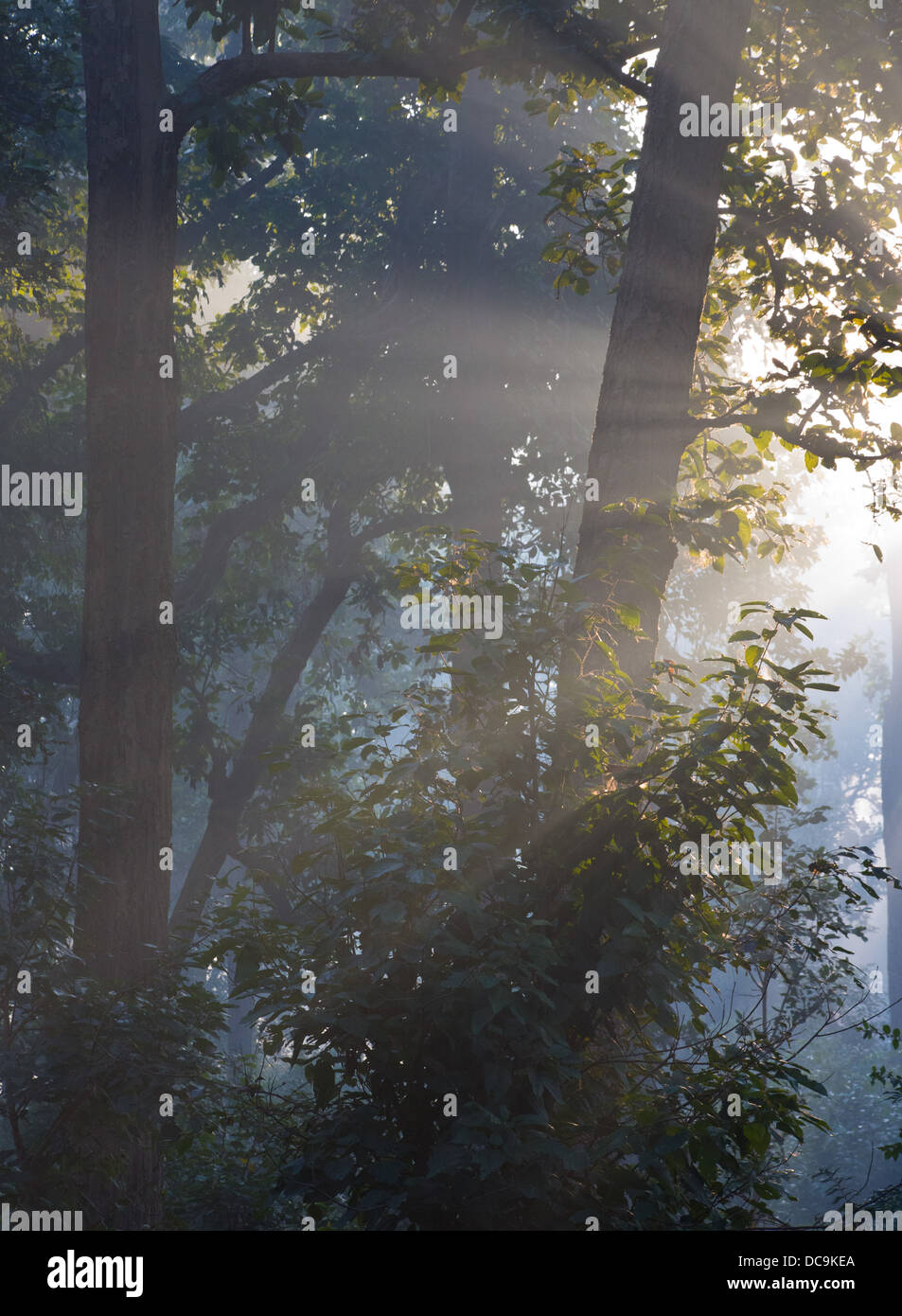 Am frühen Morgen im Wald, Sal, mit Sonnenstrahlen und Nebel, Bardia Nationalpark, Nepal Stockfoto