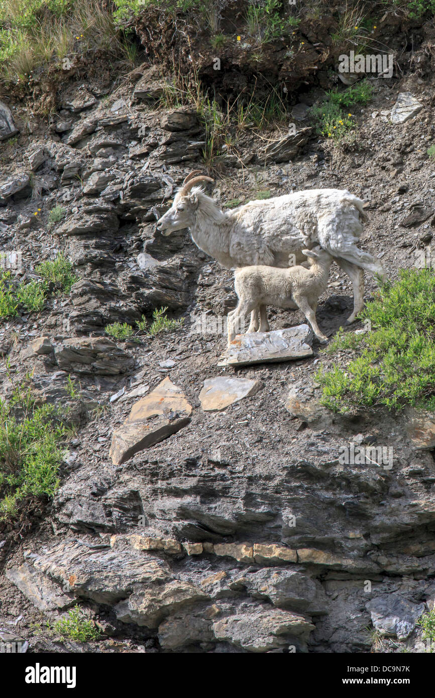 Bergziegen. Entlang der Kongakut. Arctic National Wildlife Refuge. Alaska. Stockfoto