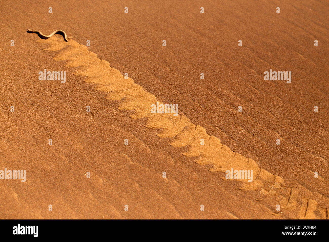 Eine Sidewinder Schlange schlängelt sich auf einer Sanddüne in der Wüste Namib Stockfoto