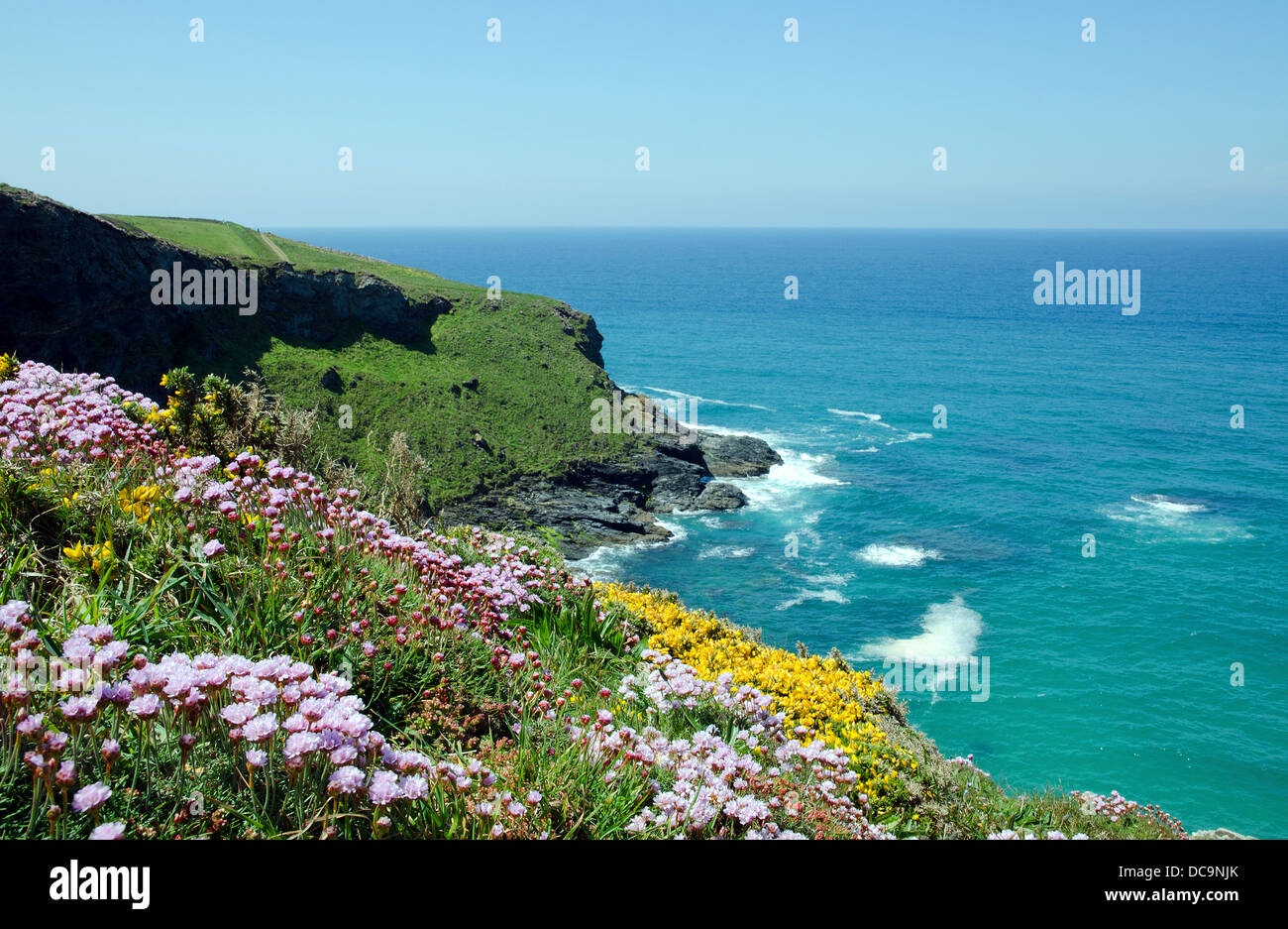 Frühlingsblumen auf der Nordküste von Cornwall, UK Stockfoto