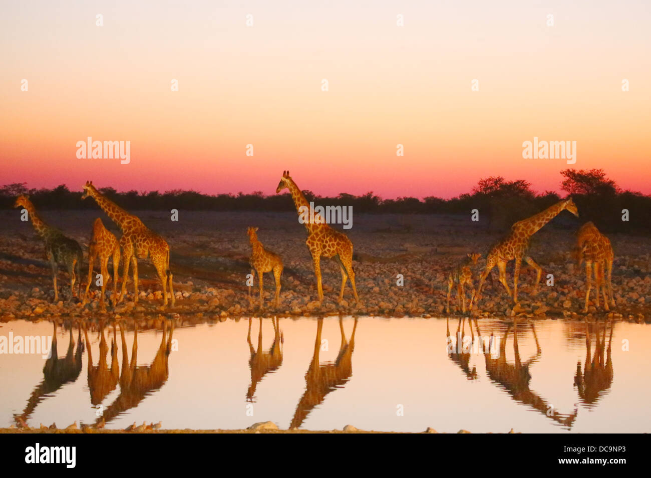 Giraffen-Reflexionen an einer namibischen Wasserstelle nach Sonnenuntergang Stockfoto