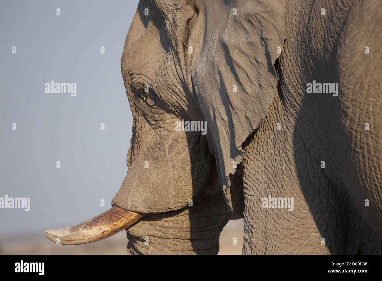 Elefant mit milchigen Ausfluss aus dem Auge Stockfoto