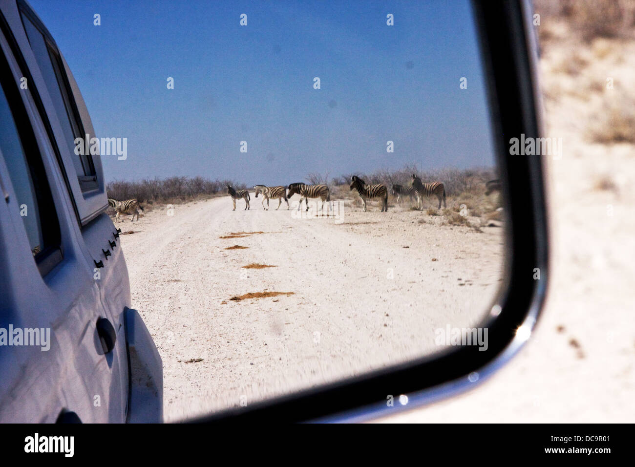 Ein Blick durch ein Fahrzeug Außenspiegel als Zebras überqueren Sie hinter Stockfoto