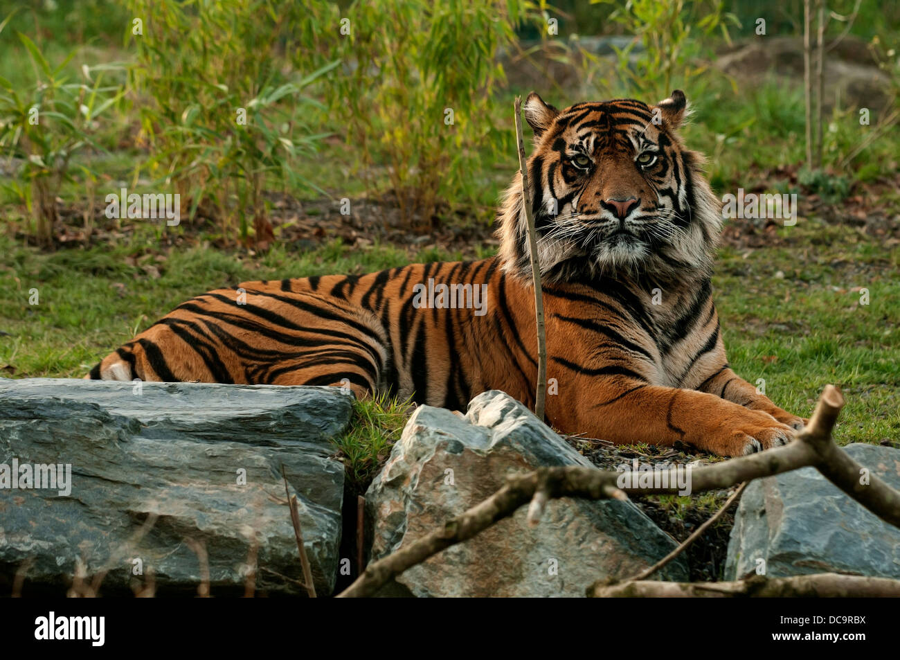 Der Tiger ist die grösste Katzenart, die auffälligste Merkmal ist ein Muster aus dunklen Längsstreifen auf rötlich-orange Stockfoto