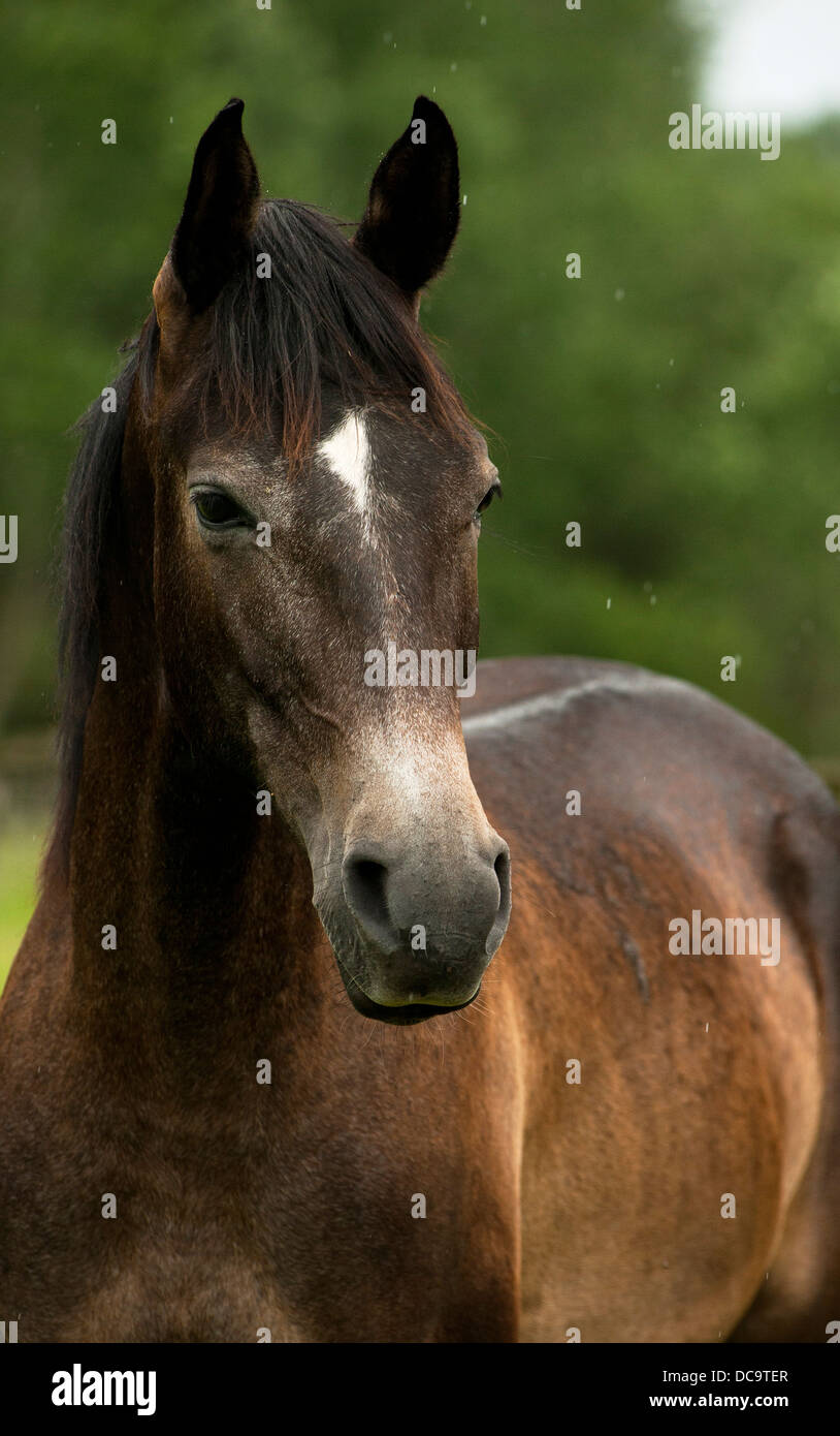 colt, Pferd, Farm, Säugetier, Tier, Natur, Stute, Fohlen, Hengst, Braun, Geschwindigkeit, Weide, schön, Rasse, Reiten, schnell, Pferdehaltung, Galopp, laufen, jung, Stockfoto