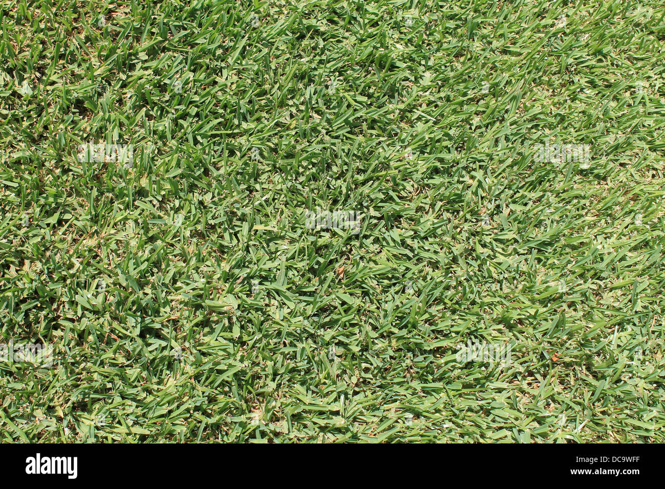 Hintergrund von üppig grünem Rasen am Fußballplatz. Stockfoto