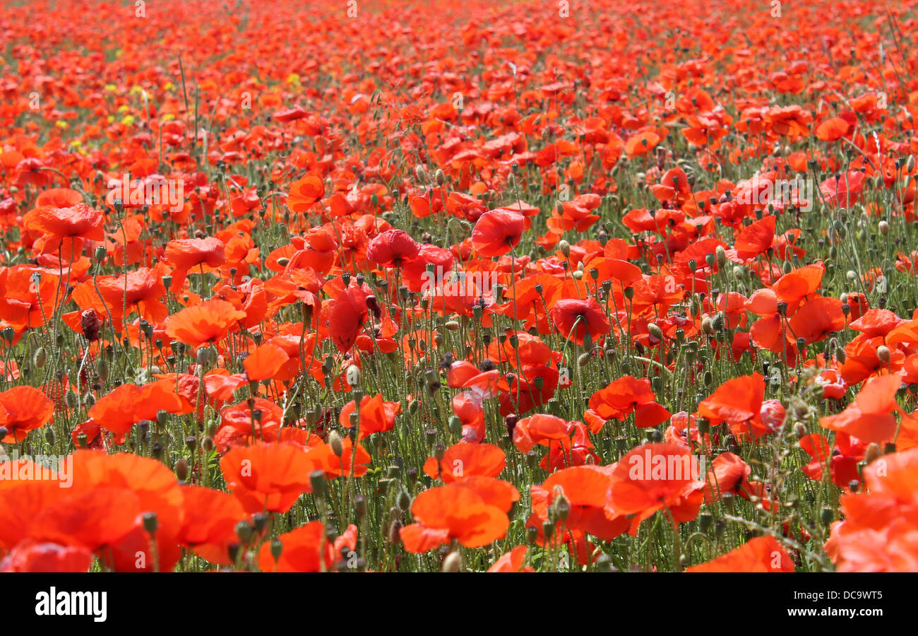 Blühende rote Mohnblumen im Feld, Sommer-Szene. Stockfoto