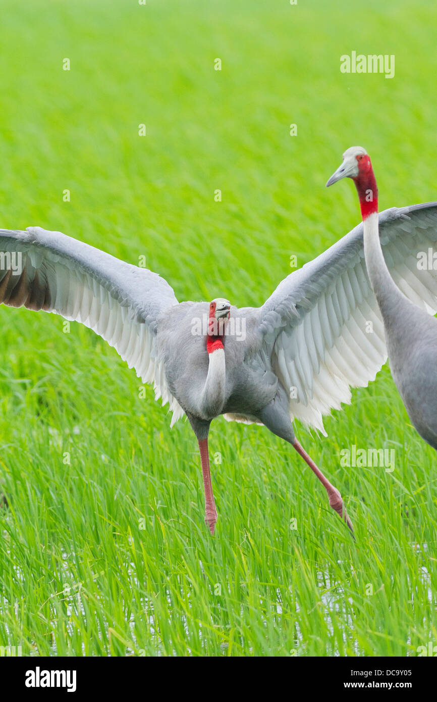 Balz Stilicho Kranich (Grus Antigone) Stockfoto